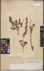 Foto von Salix starkeana Willd.